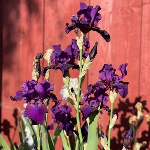 ⭐️⭐️⭐️⭐️⭐️ Rated Posh Ambassador!